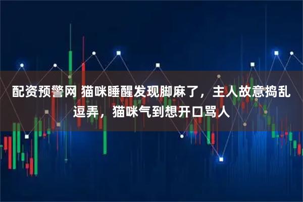 配资预警网 猫咪睡醒发现脚麻了，主人故意捣乱逗弄，猫咪气到想开口骂人